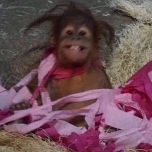 Meet your Posher, Abby